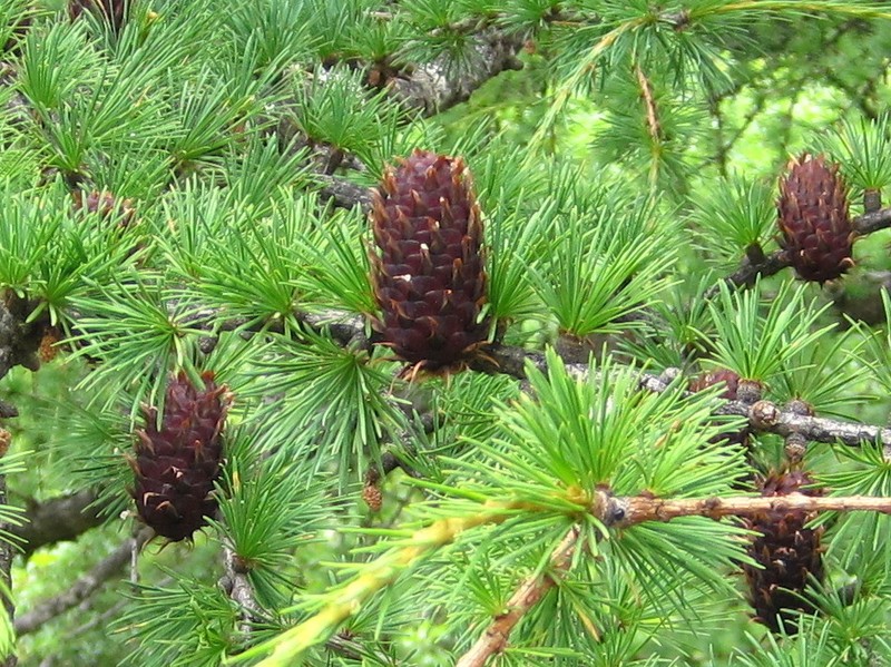 Larix potaninii photo 3