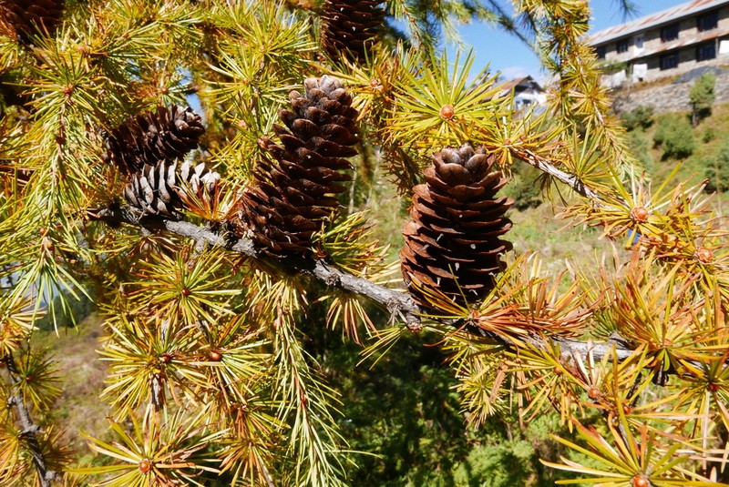 Larix potaninii photo 5