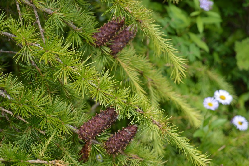 Larix potaninii photo 6
