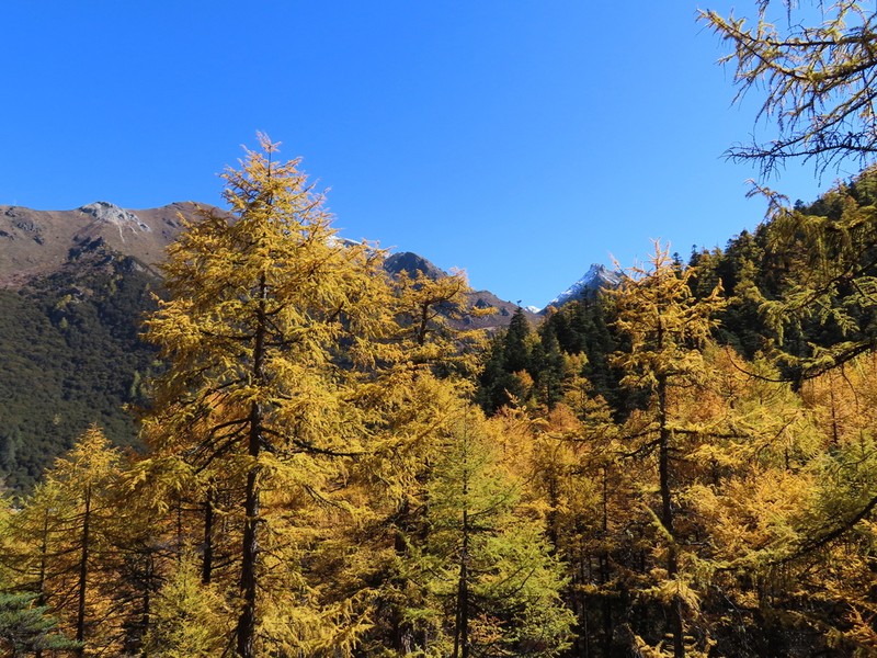 Larix potaninii photo 7
