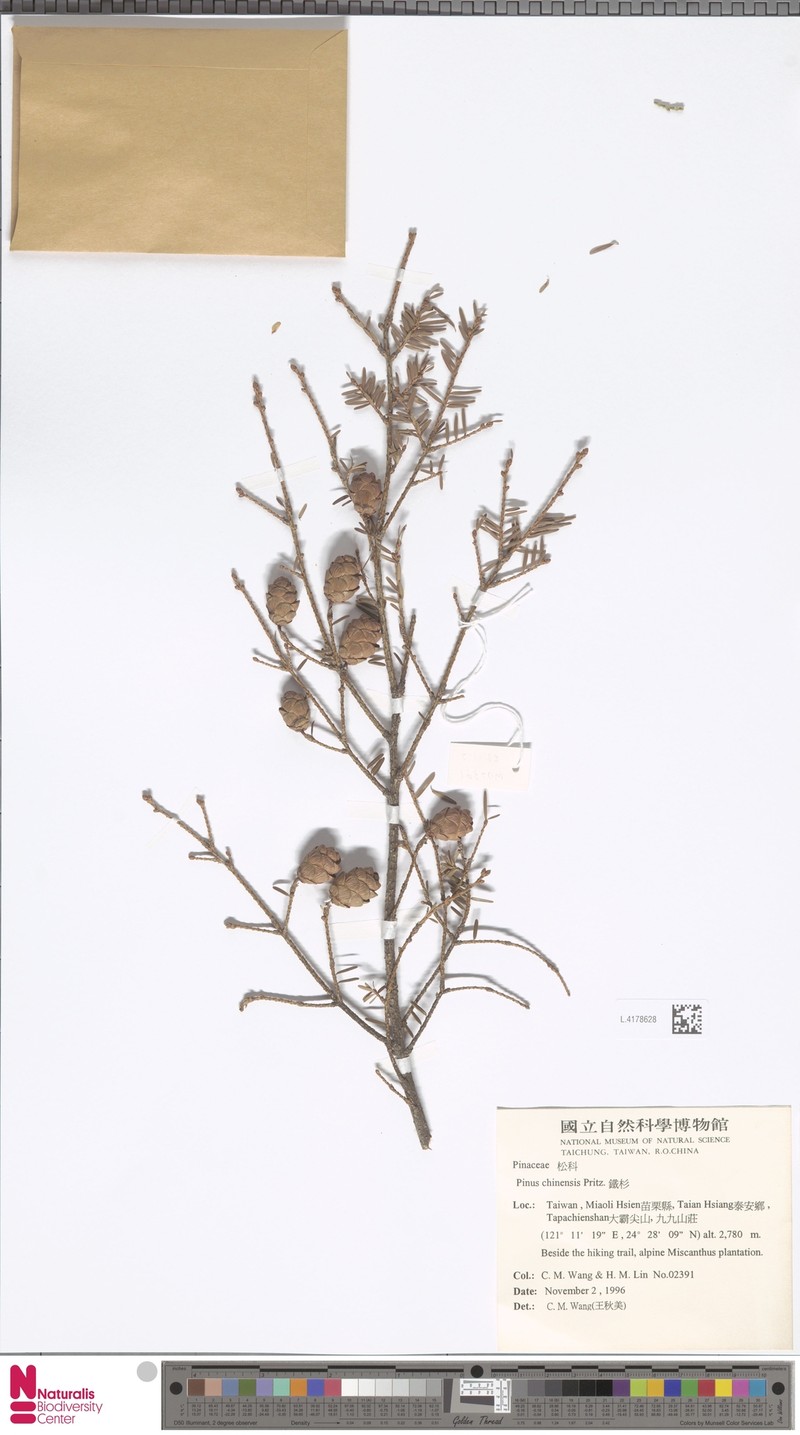 Larix potaninii var. chinensis