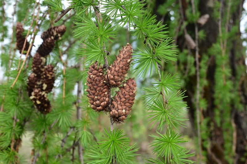 Larix potaninii var. himalaica
