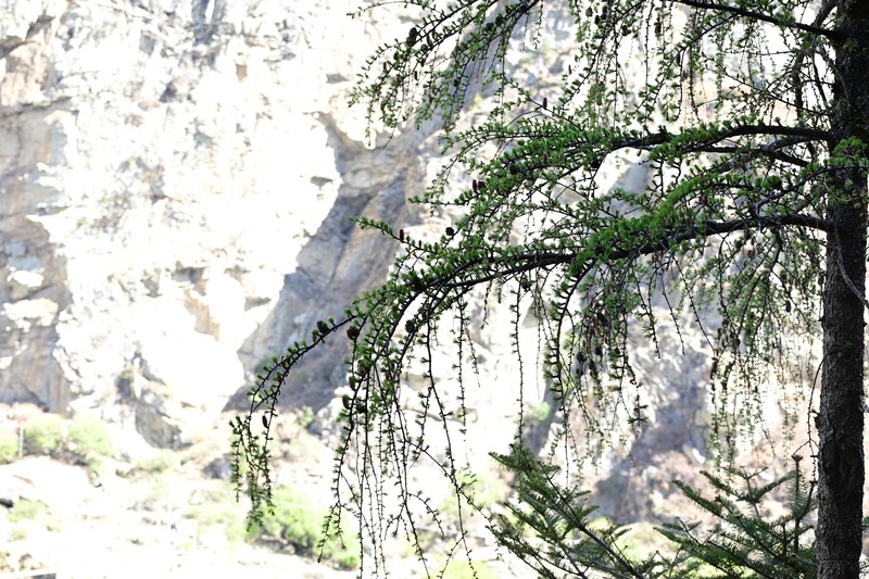 Larix potaninii var. himalaica photo 2