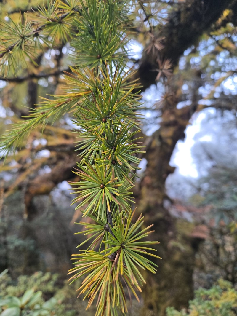 Larix potaninii var. himalaica photo 3