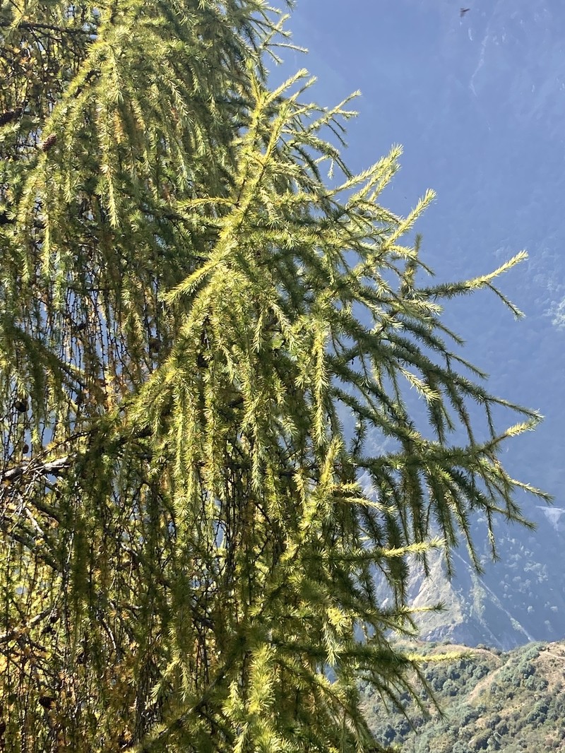 Larix potaninii var. himalaica photo 4