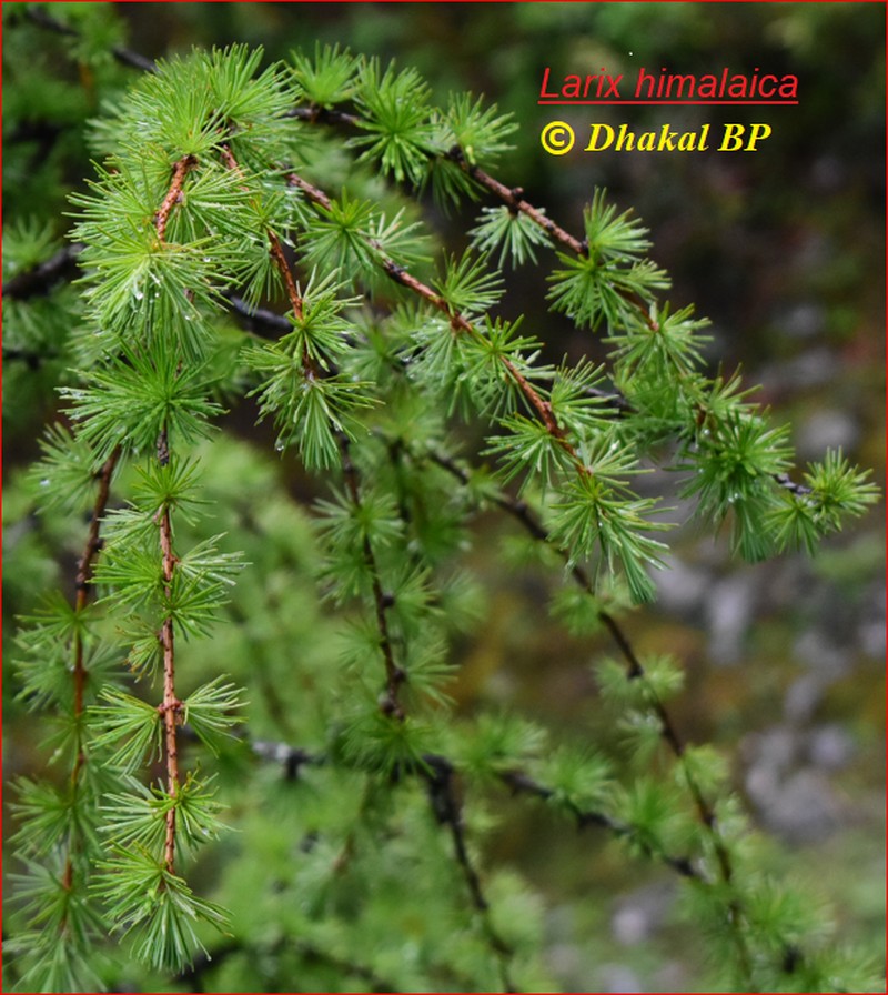 Larix potaninii var. himalaica photo 5