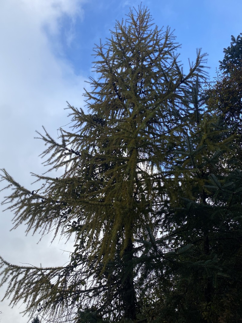 Larix potaninii var. himalaica photo 6
