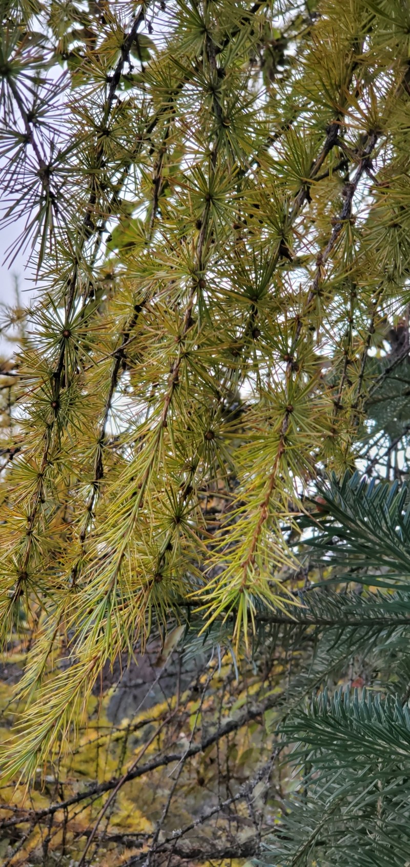 Larix potaninii var. himalaica photo 8