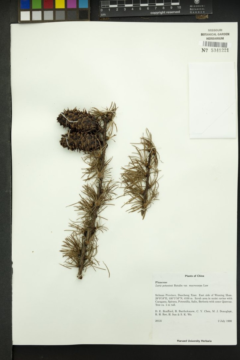 Larix potaninii var. macrocarpa
