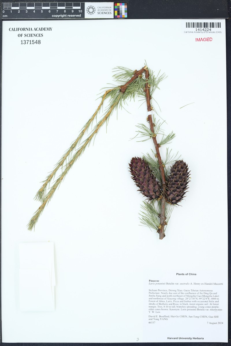 Larix potaninii var. potaninii
