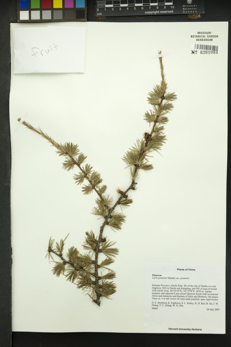 Larix potaninii var. potaninii photo 2