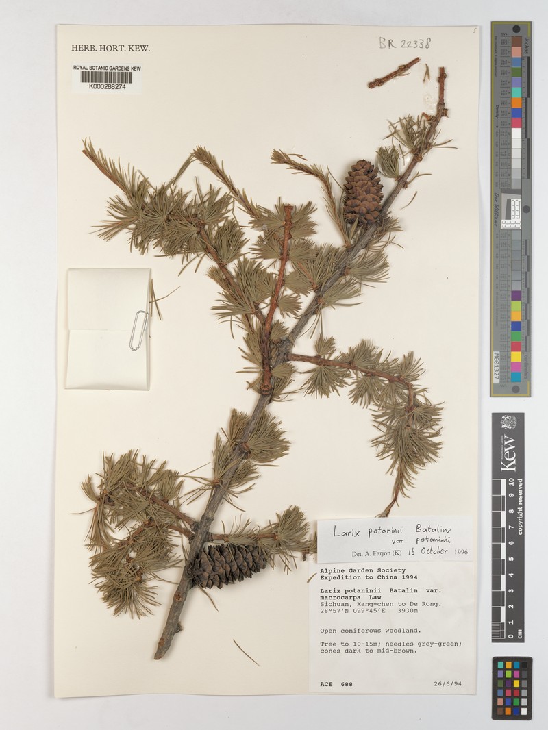 Larix potaninii var. potaninii photo 3