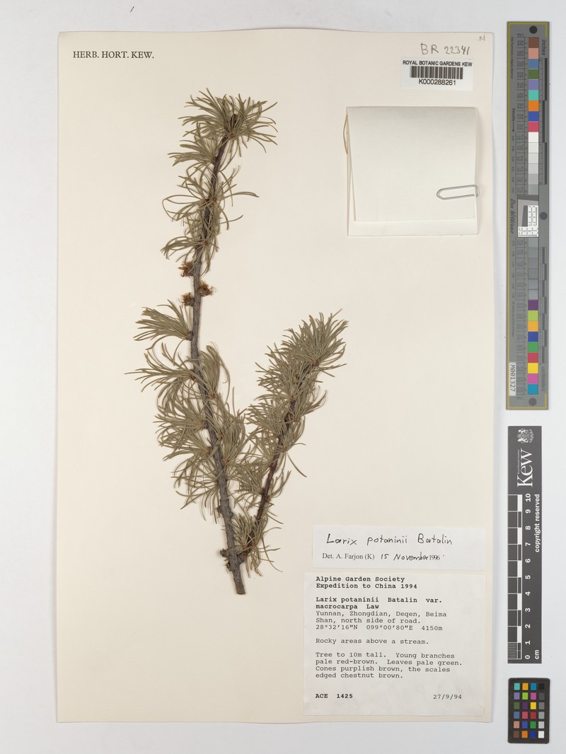 Larix potaninii var. potaninii photo 4