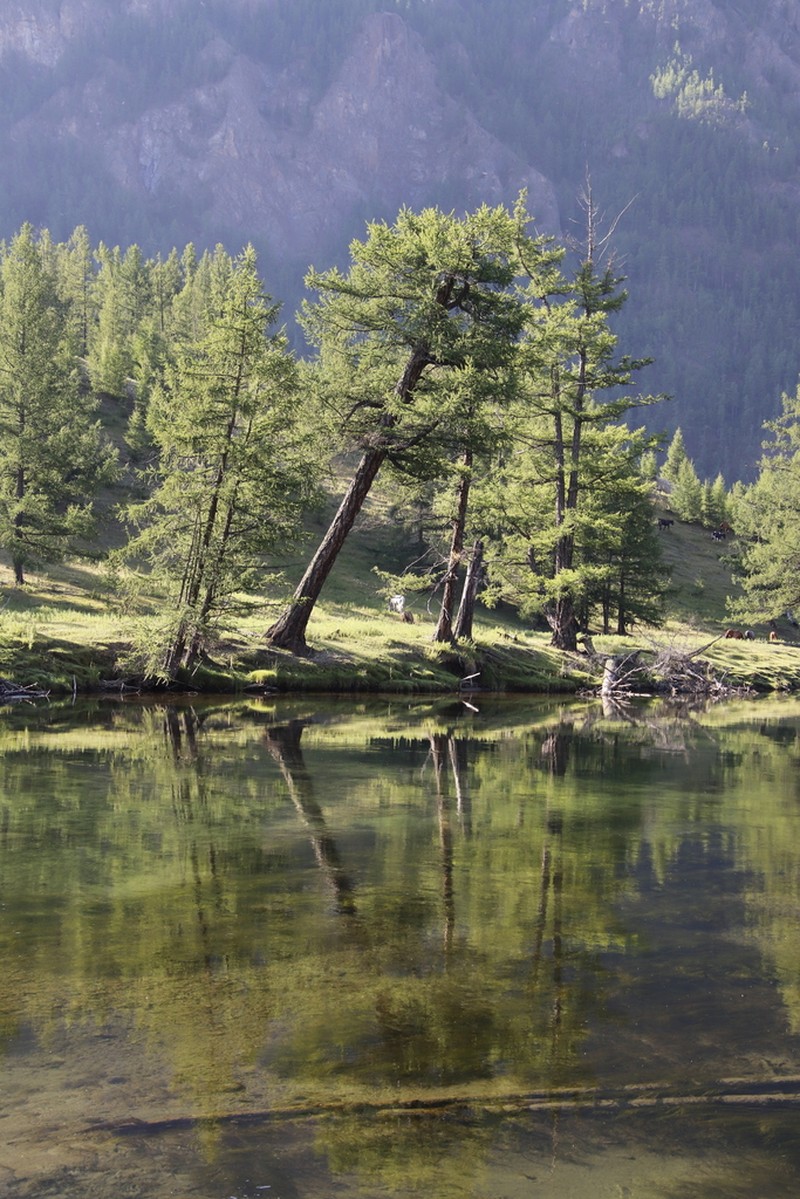 Siberian Larch photo 4