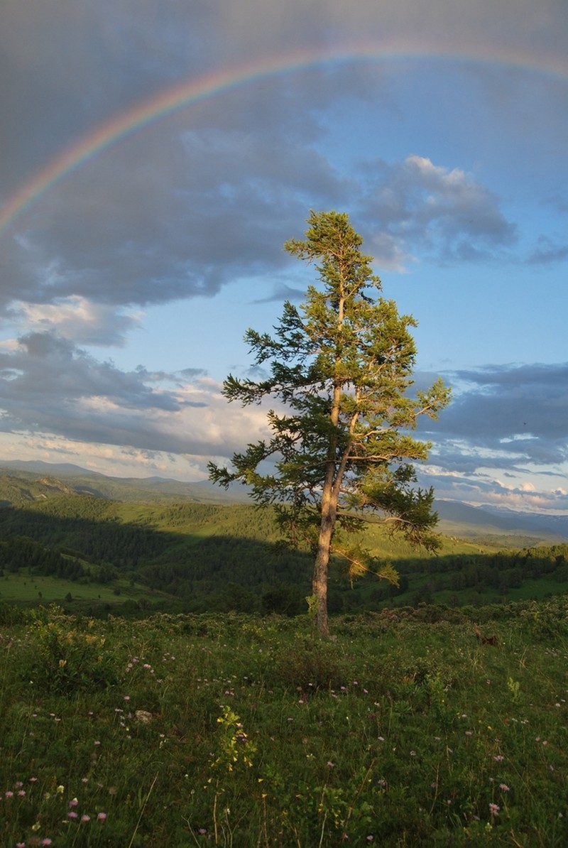 Siberian Larch photo 6