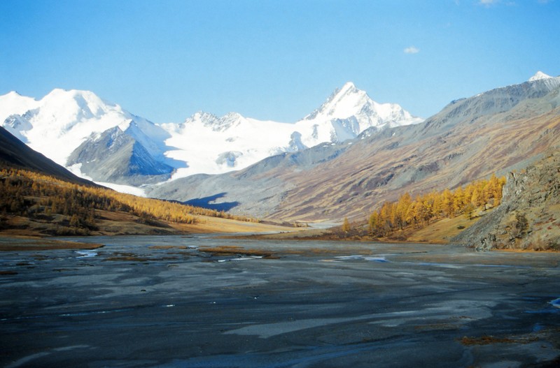 Siberian Larch photo 7