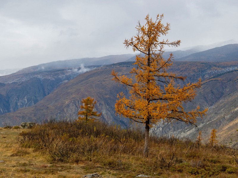 Siberian Larch photo 8