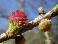 Siberian Larch