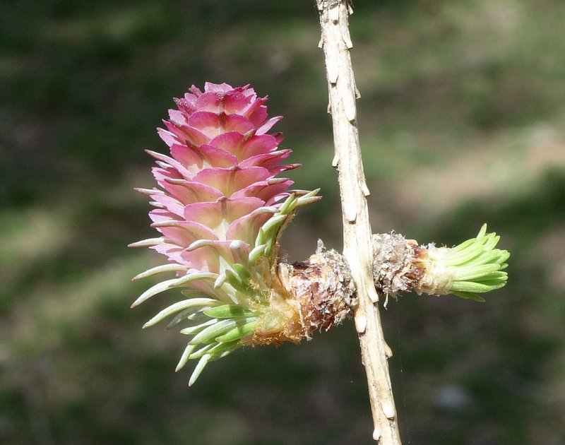 Siberian Larch photo 2