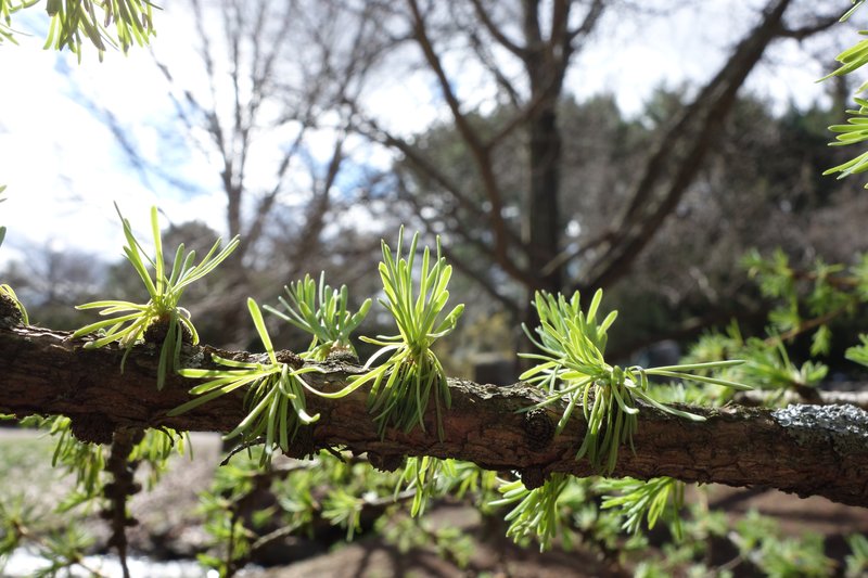 Siberian Larch photo 3