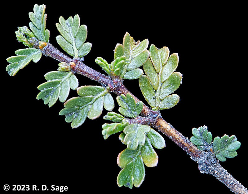Larrea ameghinoi