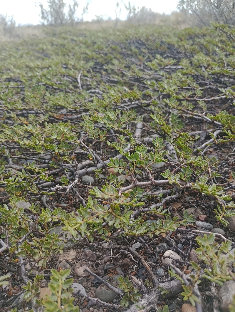 Larrea ameghinoi photo 2