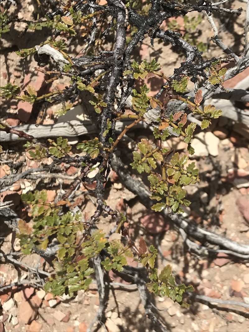 Larrea ameghinoi photo 3