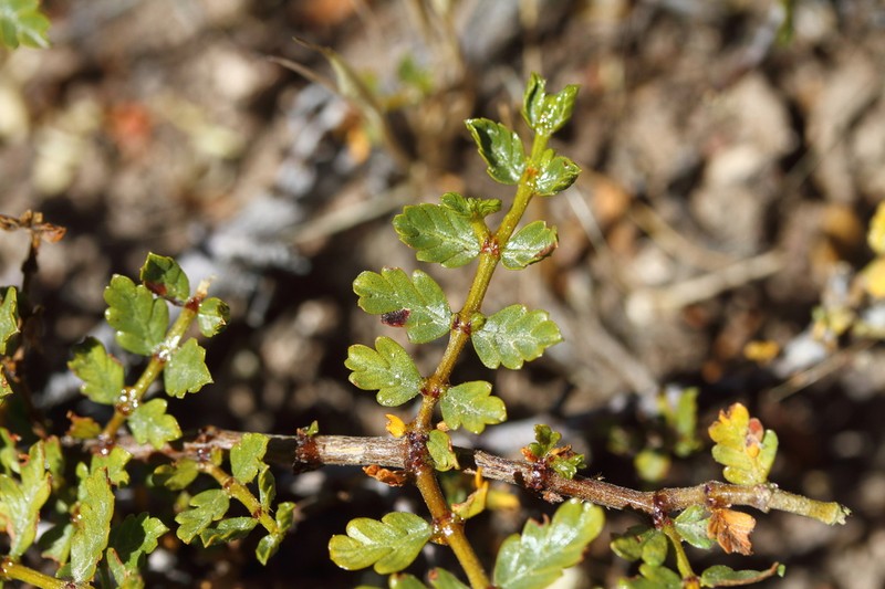 Larrea ameghinoi photo 4