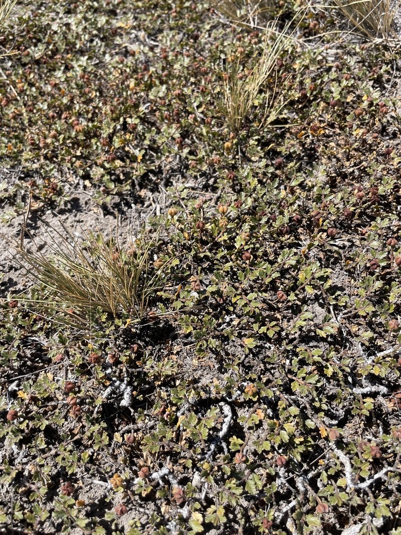 Larrea ameghinoi photo 5