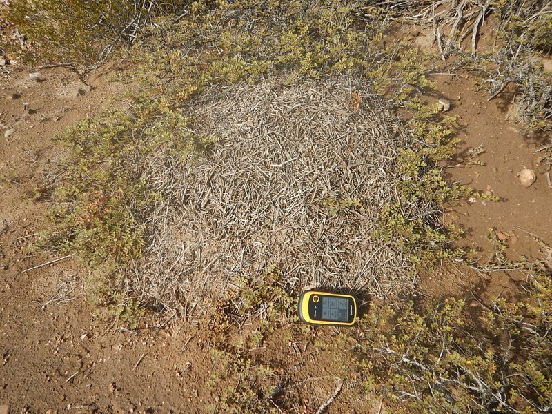 Larrea ameghinoi photo 6