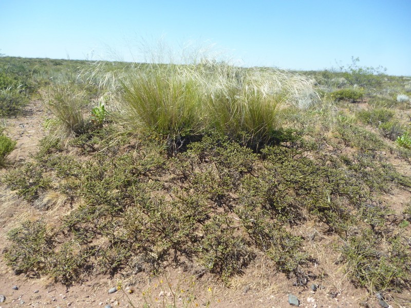 Larrea ameghinoi photo 8