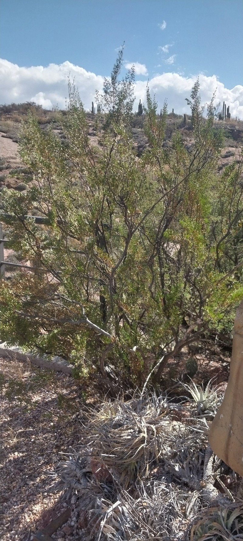 Larrea cuneifolia