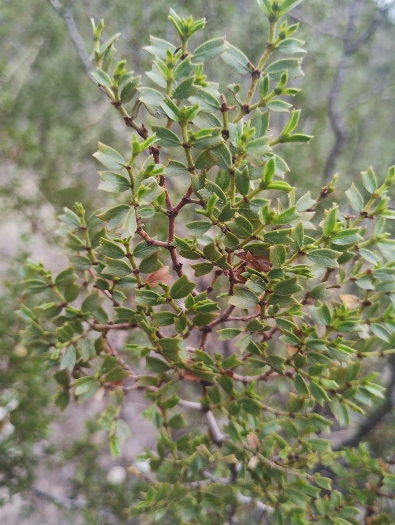 Larrea cuneifolia photo 2