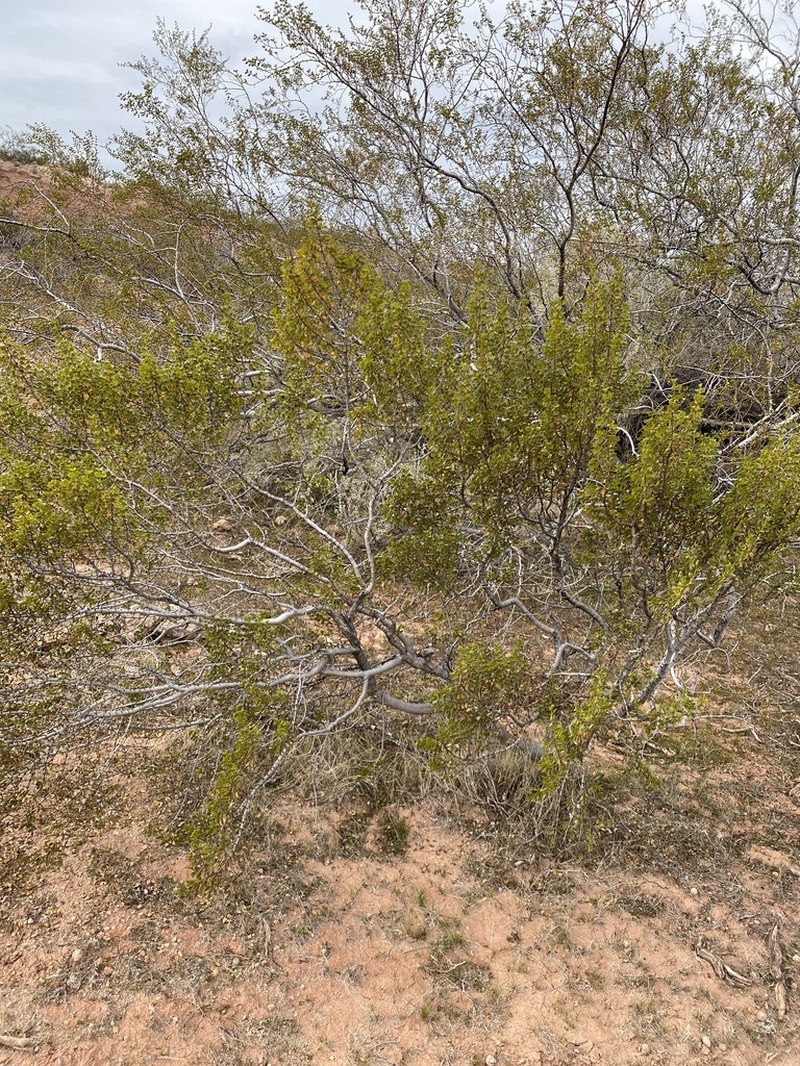 Larrea cuneifolia photo 3