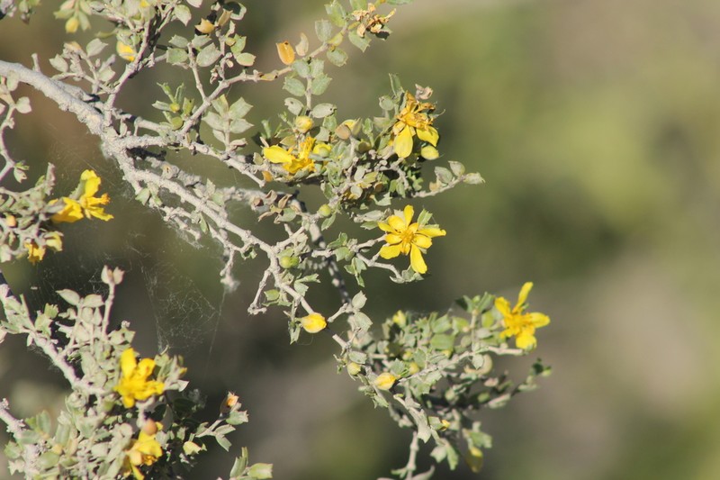 Larrea cuneifolia photo 4