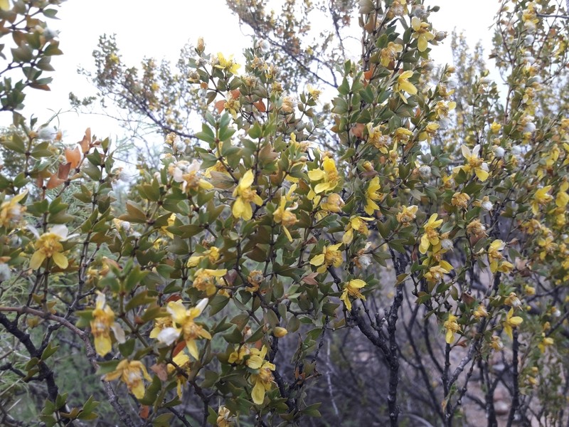 Larrea cuneifolia photo 5