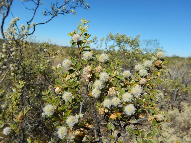 Larrea cuneifolia photo 6