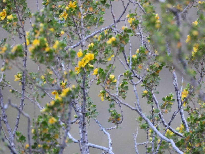 Larrea cuneifolia photo 7