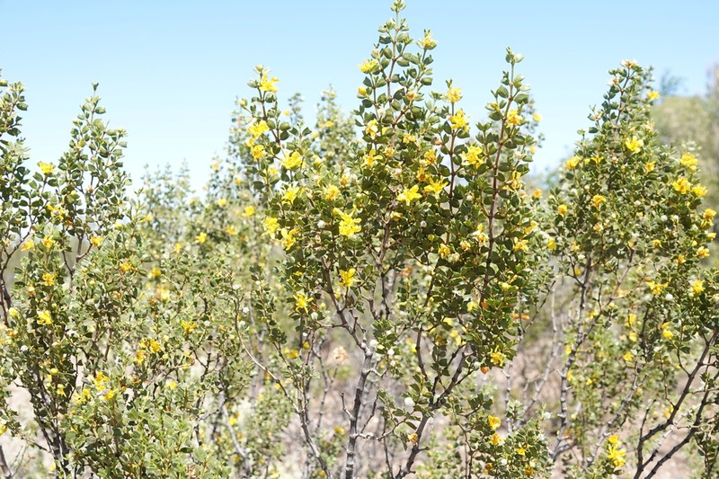 Larrea cuneifolia photo 8
