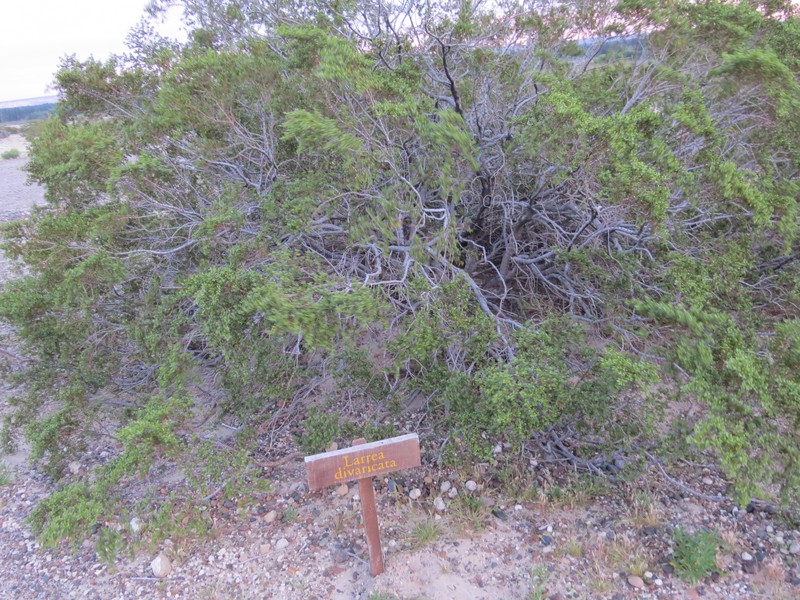 Larrea divaricata photo 2