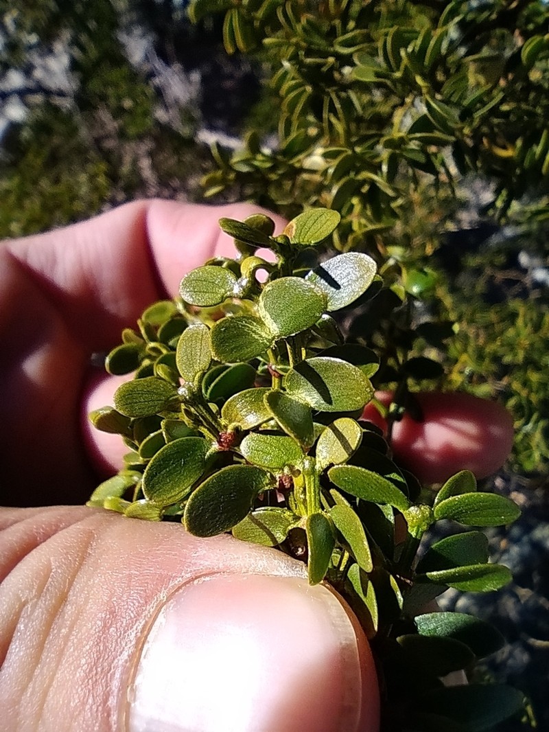 Larrea divaricata photo 3