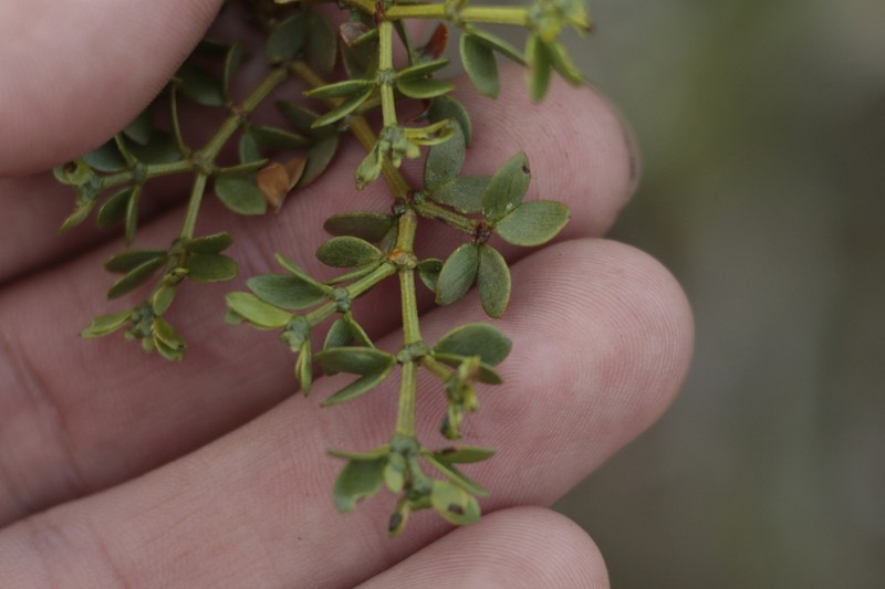 Larrea divaricata photo 4