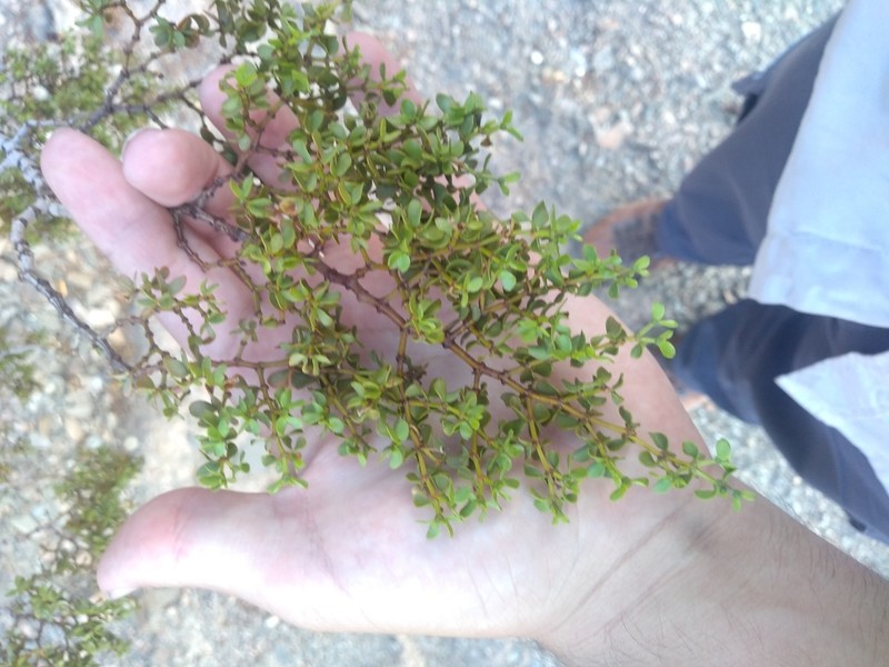 Larrea divaricata photo 5