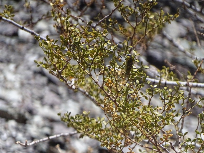 Larrea divaricata photo 6