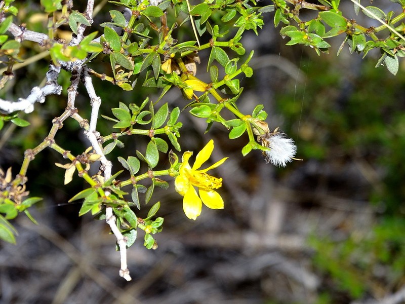 Larrea divaricata photo 7