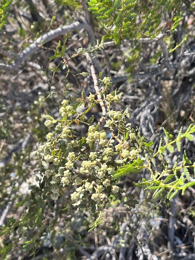 Larrea nitida photo 2