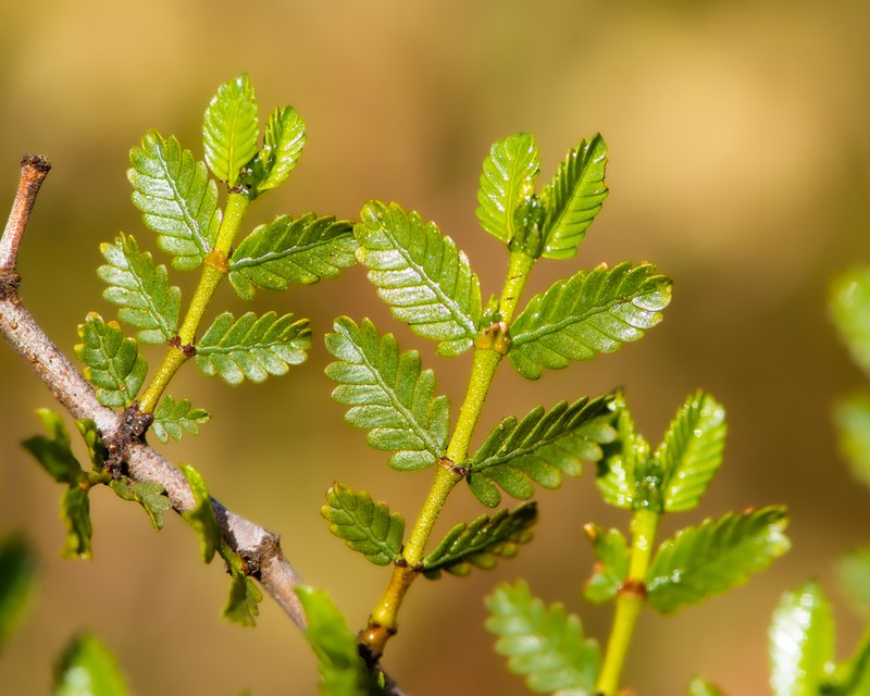 Larrea nitida photo 3