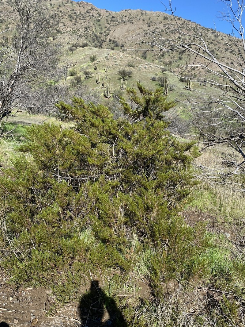 Larrea nitida photo 4