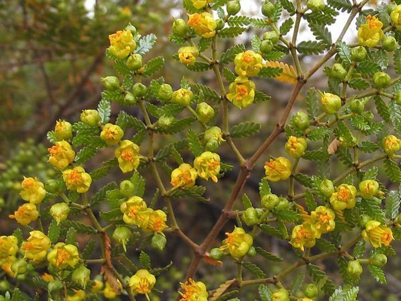 Larrea nitida photo 5