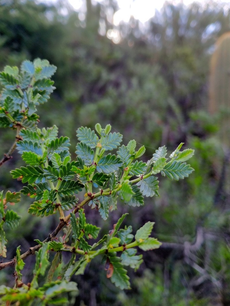 Larrea nitida photo 6